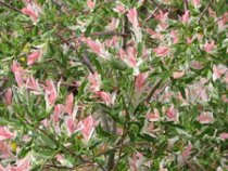 Salix integra « Hakuro Nishiki »