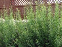 Salix Korinayagi « Rubykins »