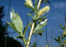 Salix lucida