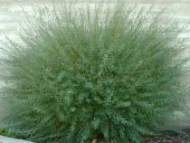 Salix purpurea « Nana »