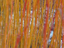 Salix rubens « Hutchinson’s Yellow »