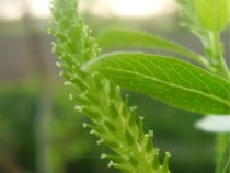 Salix triandra « Black Maul »