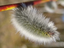 Salix Caprea « Select »