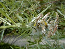 Salix elaeagnos
