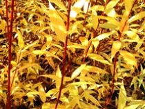 Salix « Flame »