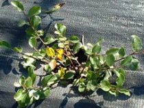 Salix grahamii « Moorei »