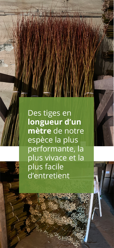 Photos des tiges avec texte